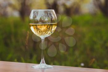 Wineglass with white wine in the blossoming apple orchard
