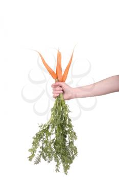 hand holding a bunch of carrots on white