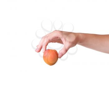 ripe apricots in a hand on a white background