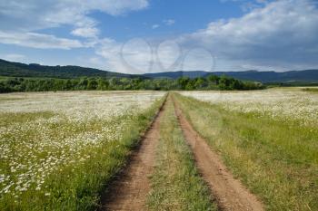 a large field of daisies with country road. spring or summer. The concept of purity and freshness, health and joy