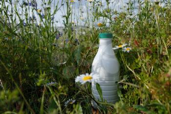 milk bottle on the grass with chamomiles with copy space