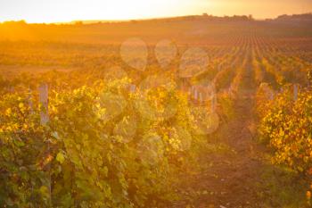 Gorgeous sunset over beautiful green vines. Nature background with Vineyard in autumn harvest. Ripe grapes in fall. Wine concept