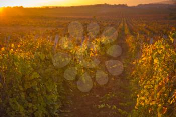 Gorgeous sunset over beautiful green vines. Nature background with Vineyard in autumn harvest. Ripe grapes in fall. Wine concept