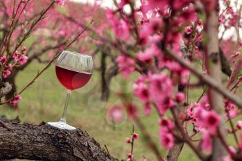 Wineglass with red wine at the peach tree garden