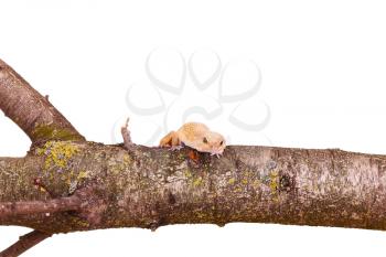leopard gecko sitting on a branch isolated on white background