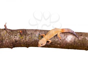leopard gecko sitting on a branch isolated on white background