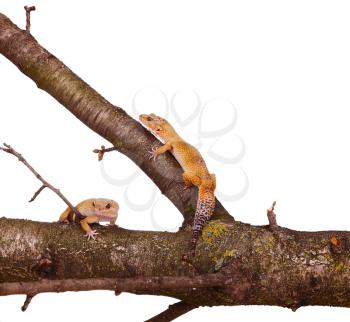 leopard geckos sitting on a branch isolated on white background