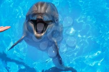 Smiling dolphin. dolphins swim in the pool 