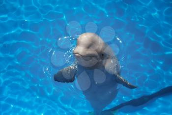 beluga whale (white whale) in water
