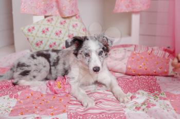 Australian Shepherd (Aussie ), 3 months old, sitting against Romantic pink decorations. Little Princess