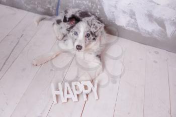 border collie, 3 months old, sitting on the floor with wooden sign Happy , flashlights