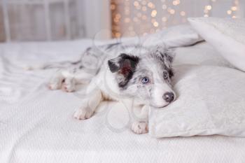 Australian Shepherd (Aussie ), 3 months old, sitting on the bed, white bedding, flashlights
