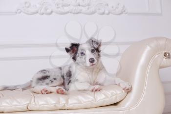 border collie, 3 months old, sitting on the bed, white bedding, flashlights