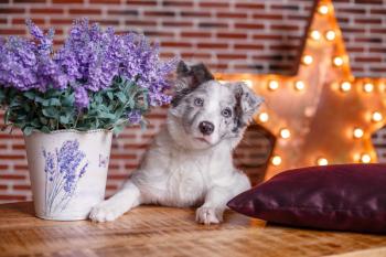 Australian Shepherd (Aussie ), 3 months old, sitting against Decorative wooden star with old lamps on a background of gray brick wall. Modern grungy interior