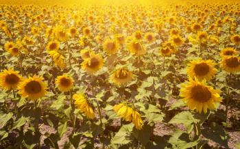 field of blooming sunflowers on a background of blue sky