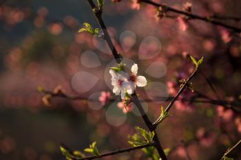 Blossom tree over nature background. Spring flowers. Spring Background. Beautiful flowering Japanese cherry - Sakura. Background with flowers on a spring day.