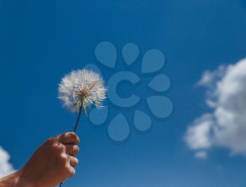 Dandelion with seeds blowing away in the wind across a clear blue sky with copy space