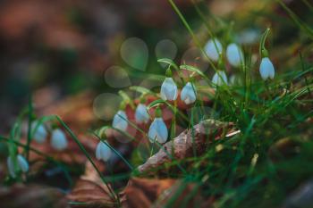snowdrops in a forest in spring on a sunny day in march