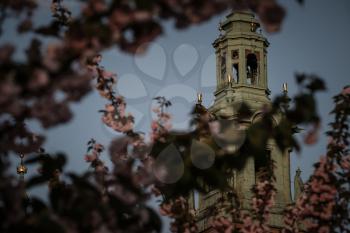 Blooming cherry blossom against the background of old Krakow. Poland, spring