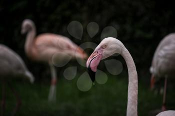 flock of beautiful pink flamingos in love near the river. The Grand Zoo in Krakow