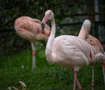 flock of beautiful pink flamingos in love near the river. The Grand Zoo in Krakow