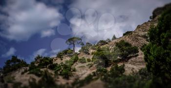 A tree growing on the edge of the cliff. Summer sky with white clouds, greenery, sea coast