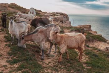A herd of mountain goats on the background of the sea. Greece or Mallorca