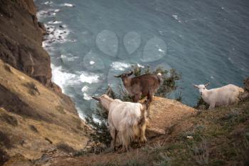 A herd of mountain goats on the background of the sea. Greece or Mallorca