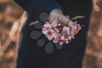 Beautiful flowering peach. Background with flowers on a spring day, sunset. Hand with a branch on a background