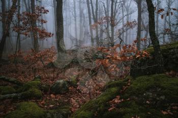 Forest in the fog. Dark, misty forest in southern Germany at late autumn. Background, illustration concept.