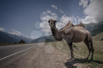Fluffy camel against the background of the Caucasian high mountains. Russia, Karachaevo-Cherkessia, Dombai