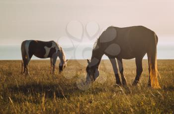 Horses at sunset in the field/ Warm artistic tinting