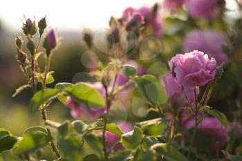 pink damask rose bush closeup on field background, local focus, shallow DOF