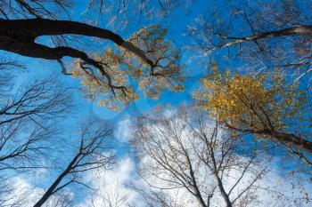 Autumn leaves with the blue sky background. With clouds