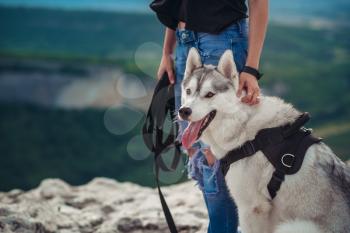 Beautiful girl plays with a dog (grey and white husky) in the mountains at sunset