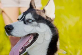 Husky Siberian dog happily laughing and smiling outside in vintage tone