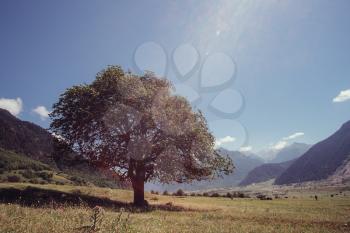 Massive oak tree with grass and sun light. North Caucasus