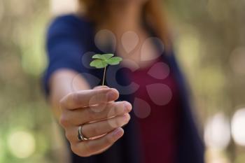 Clover in female hand in sunny spring day. Blur nature background. Rim light. Little warm tone. Focus on clover leaf.