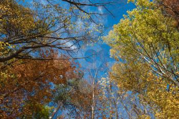Autumn leaves with the blue sky background. With clouds