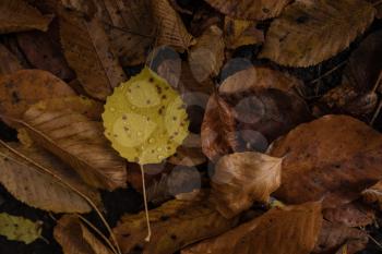 Fallen autumn leaves with raindrops. Drops on autumn leaf