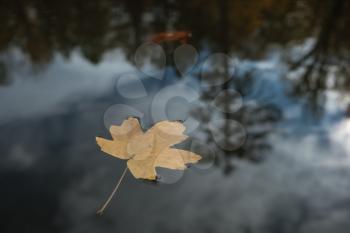 Leaf in water. A lonely leaf in the lake water, amidst a magical autumn forest