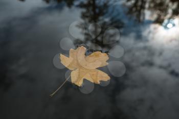 Leaf in water. A lonely leaf in the lake water, amidst a magical autumn forest