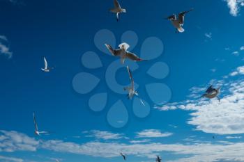 Beautiful Seagulls flying in the sky. Fall sky