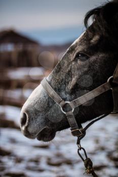 Carthusian horse. Beautiful horse in the background of a snowy landscape