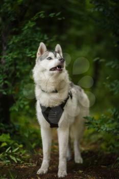 portrait of siberian husky. Handsome young male outdoors. Forest and mountains