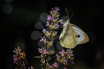 Beautiful butterfly on a blossom flower. Forest immediately after rain