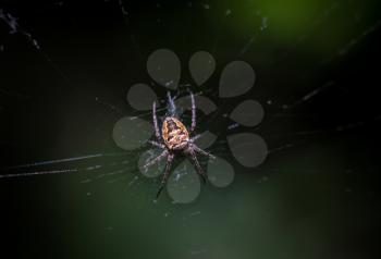 Spider garden-spider Araneus kind araneomorph spiders of the family of Orb-web spiders Araneidae