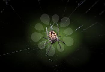 Spider garden-spider Araneus kind araneomorph spiders of the family of Orb-web spiders Araneidae