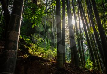 bamboo forest with morning sunlight. Magic Botanical Garden in Batumi, Georgia