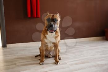 Photo of young pretty home dog. American Staffordshire Terrier, pit bull terrier